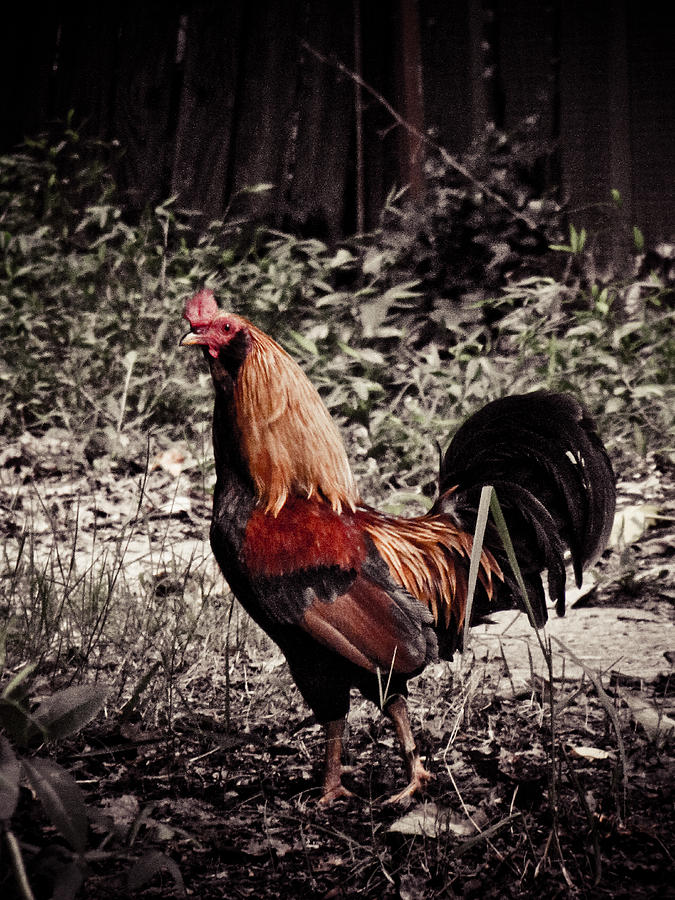 Rooster Red Photograph by Jessica Brawley