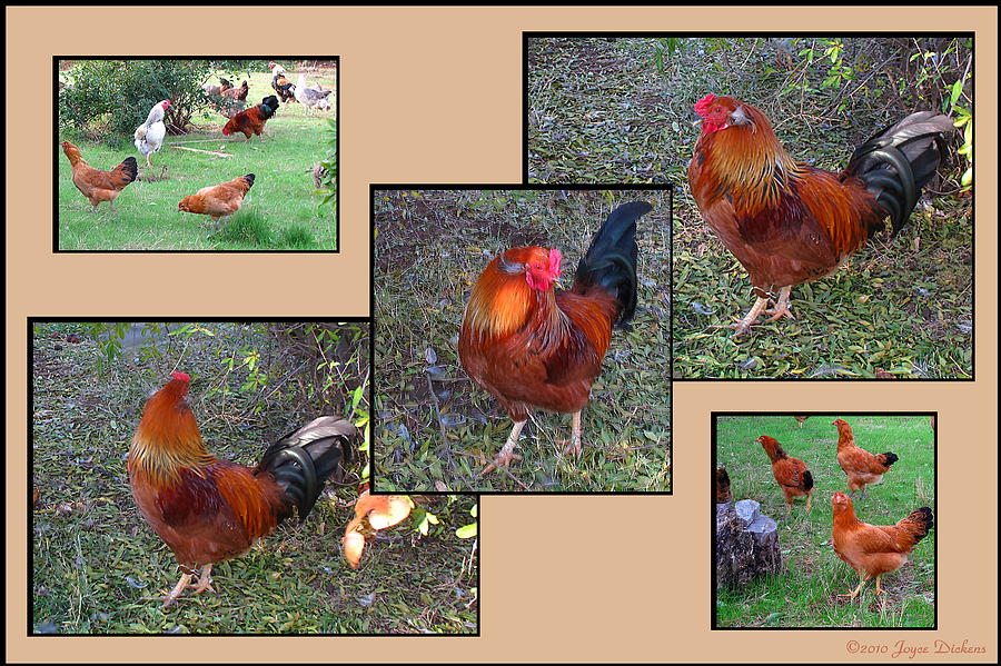 Rooster Red Photograph by Joyce Dickens