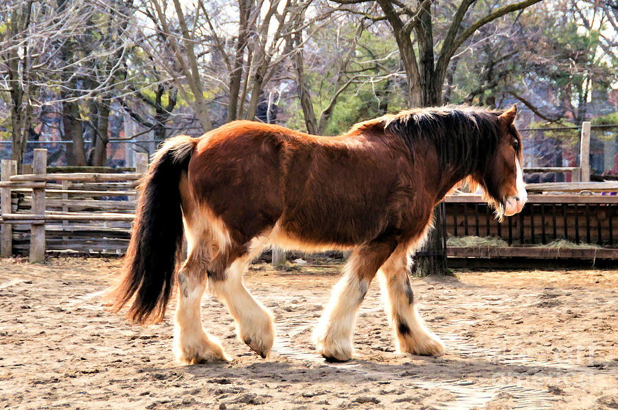 Rooster the Clydesdale  3 Photograph by Elaine Manley