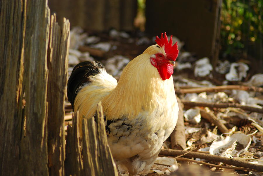 Rooster Photograph by Wanda Jesfield