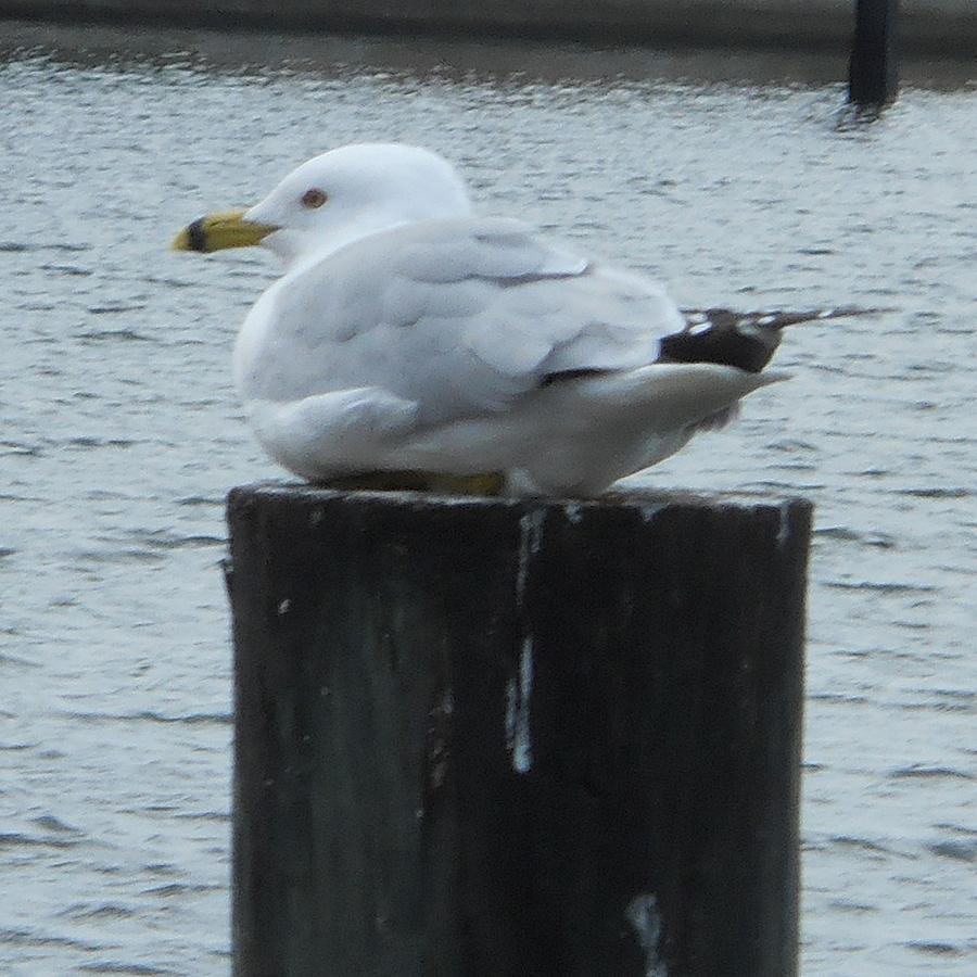 Roosting Seagull Photograph by Judy Hall-Folde