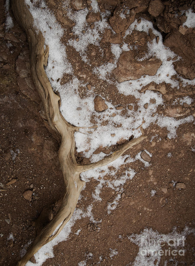Snow Photograph - Root and Snow by David Waldrop