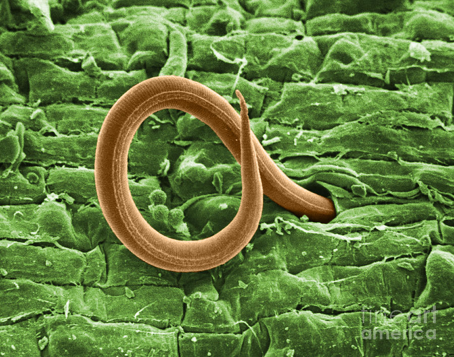 Root Knot Nematode Sem Photograph by Science Source