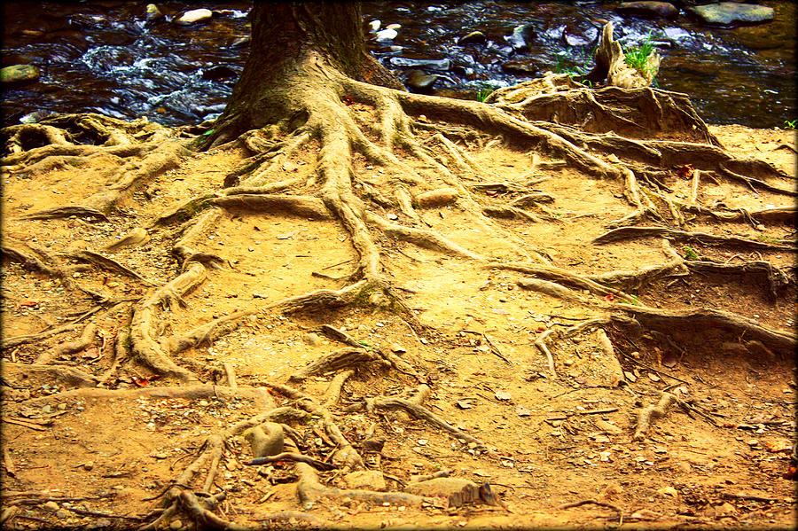 Root of Nature Photograph by Susie Weaver