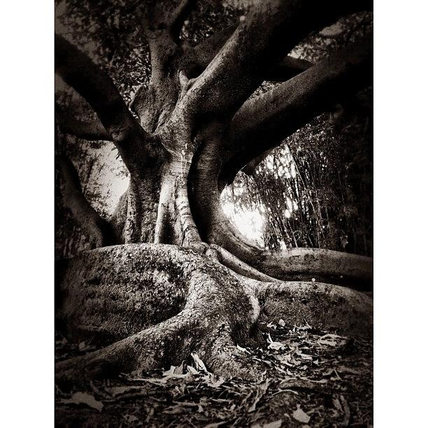 Tree Photograph - Rooted #instameetsydneyapril2012 by Kendall Saint