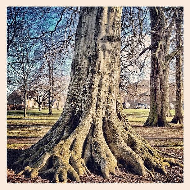 Tree Photograph - Rooted To The Spot #tree #trees #park by Robert Campbell