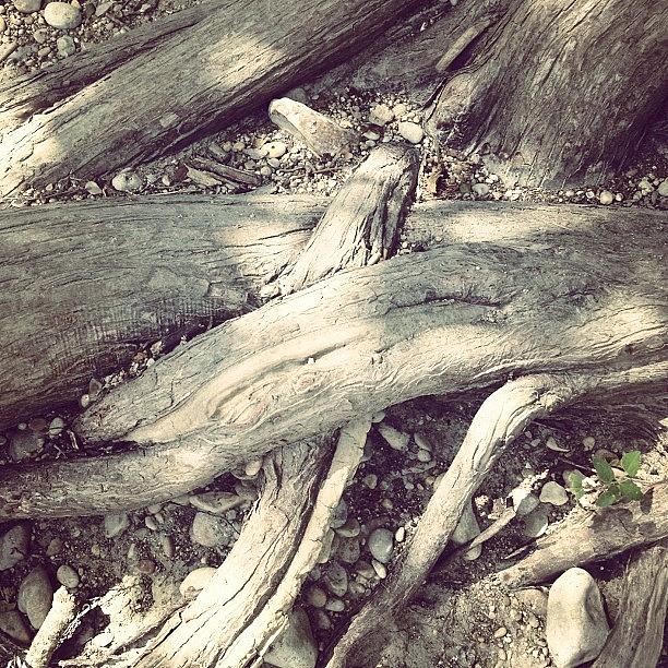 Roots Photograph - #roots by Bella Guzman