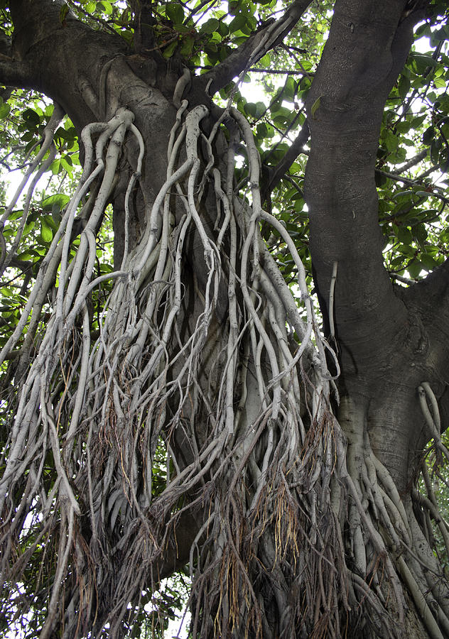 Roots from a large tree inside Jallianwala Bagh Photograph by Ashish Agarwal