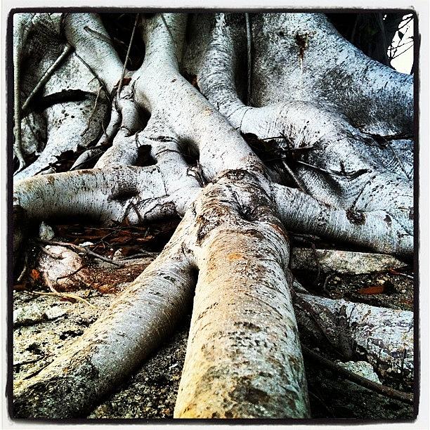 Tree Photograph - Roots by Jenni Pixl