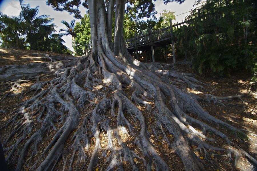 Roots Photograph by Jeremy McKay