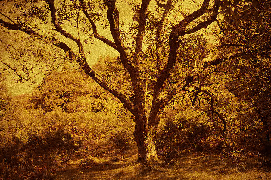 Tree Photograph - Roots of Wisdom. Wicklow Hills. Ireland  by Jenny Rainbow