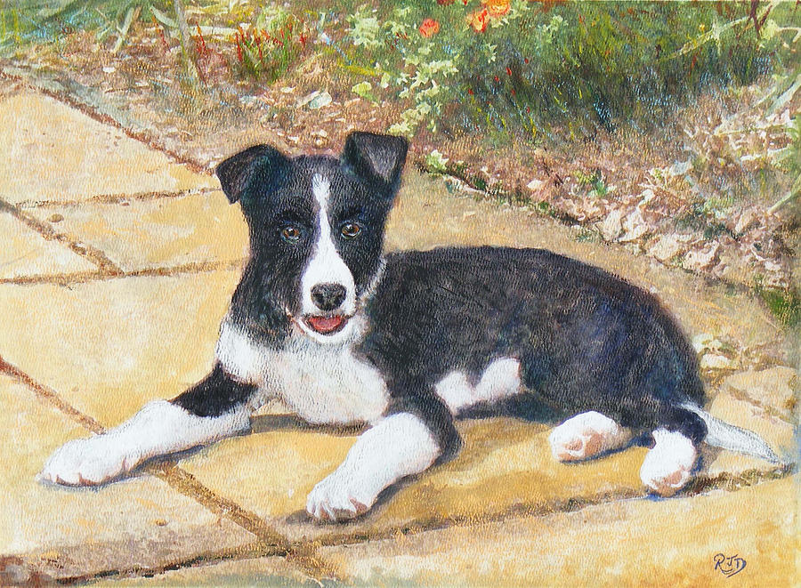 RORY border collie puppy Painting by Richard James Digance