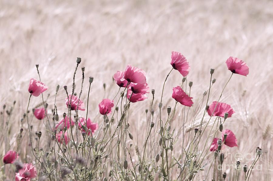 Poppy Photograph - Pink Poppy field  by Tanja Riedel