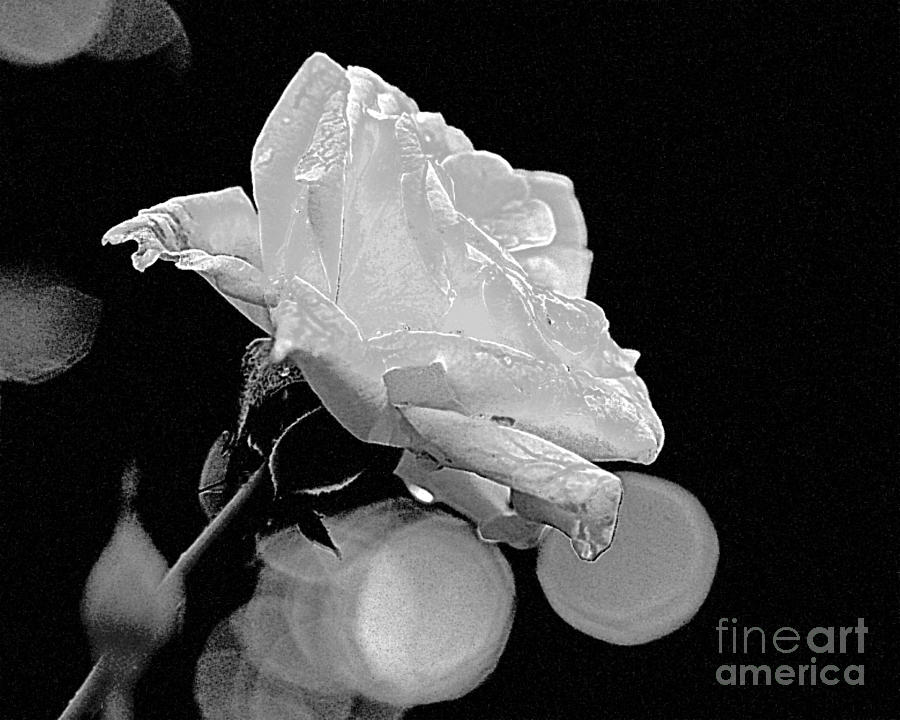 Rose - Black and White Photograph by Luana K Perez
