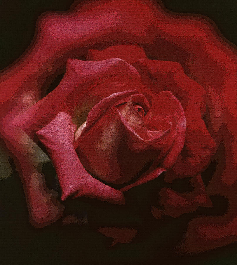Rose 1 Photograph by Dragan Kudjerski