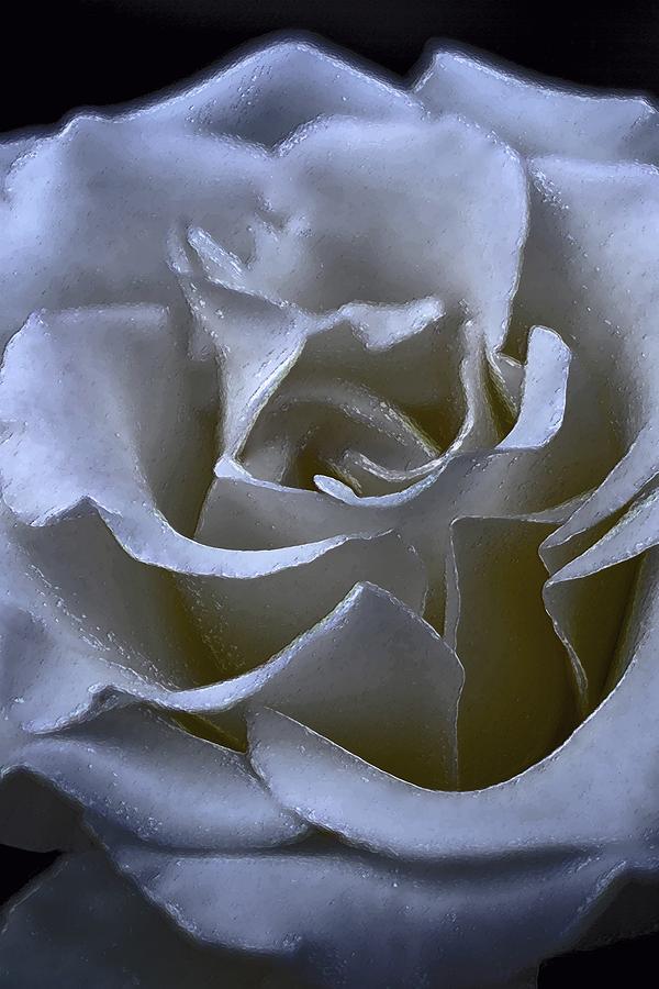Rose 156 Photograph by Pamela Cooper