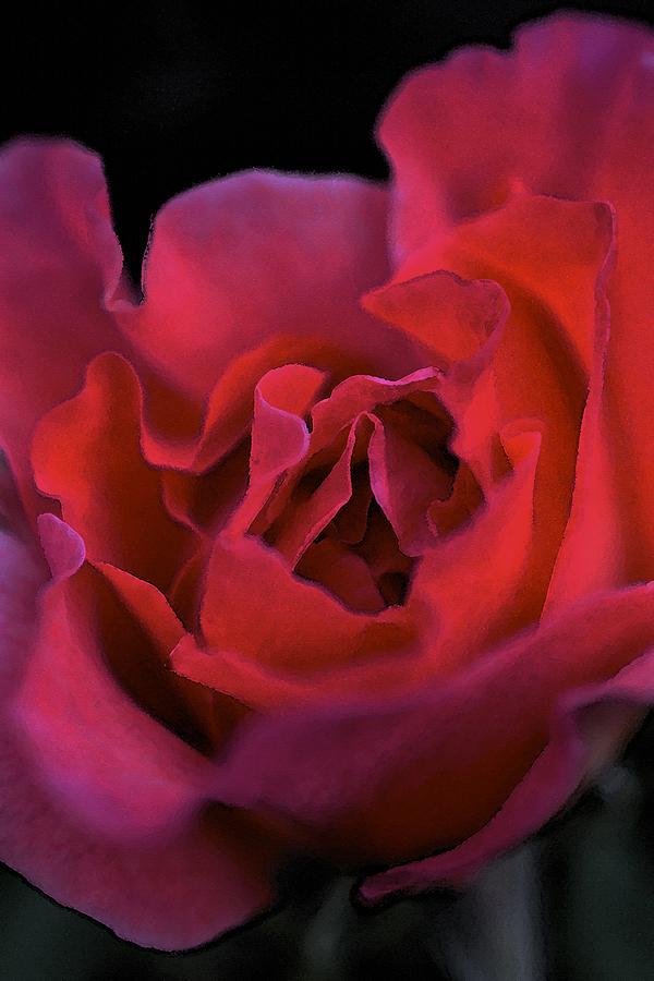 Rose 157 Photograph by Pamela Cooper