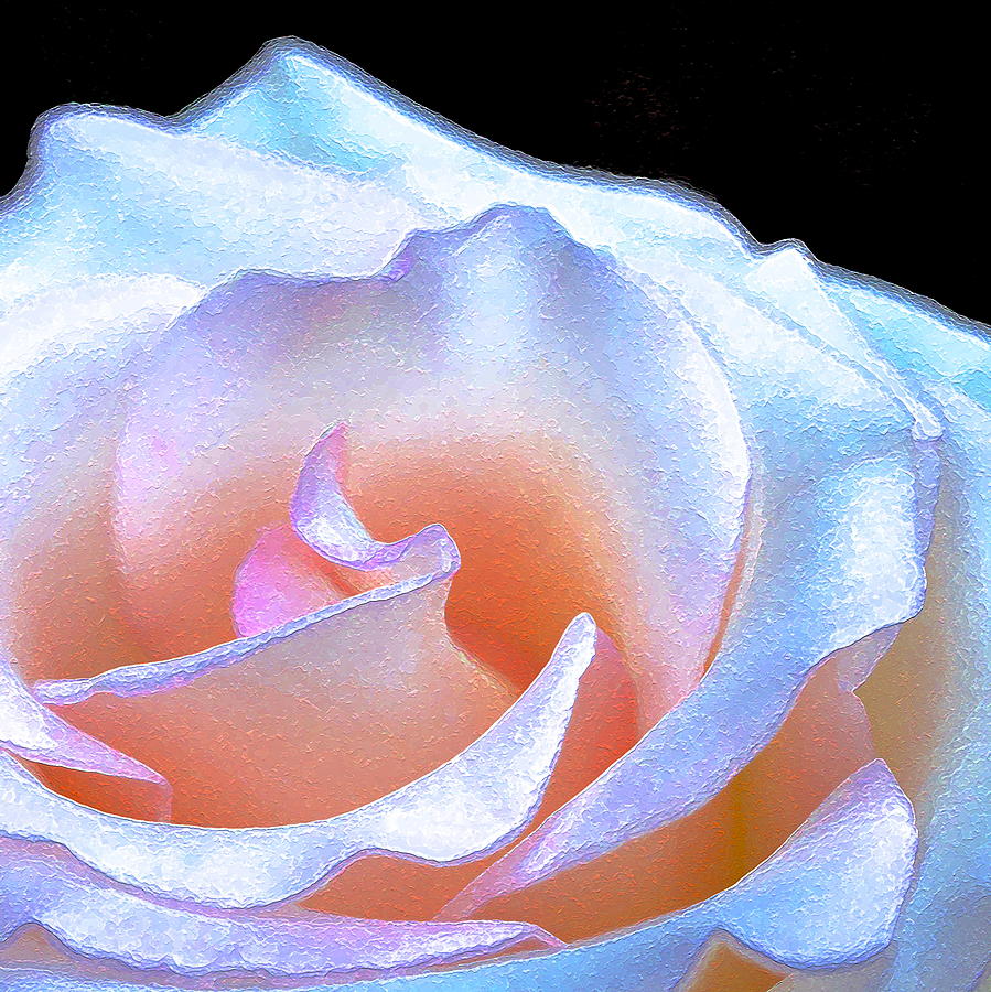 Rose 158 Photograph by Pamela Cooper