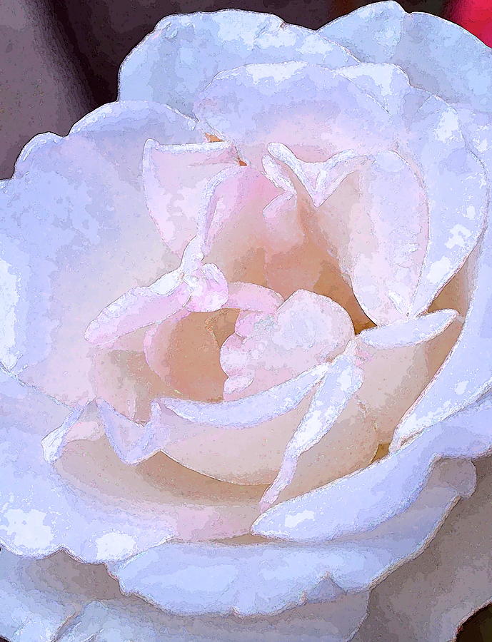 Rose 161 Photograph by Pamela Cooper
