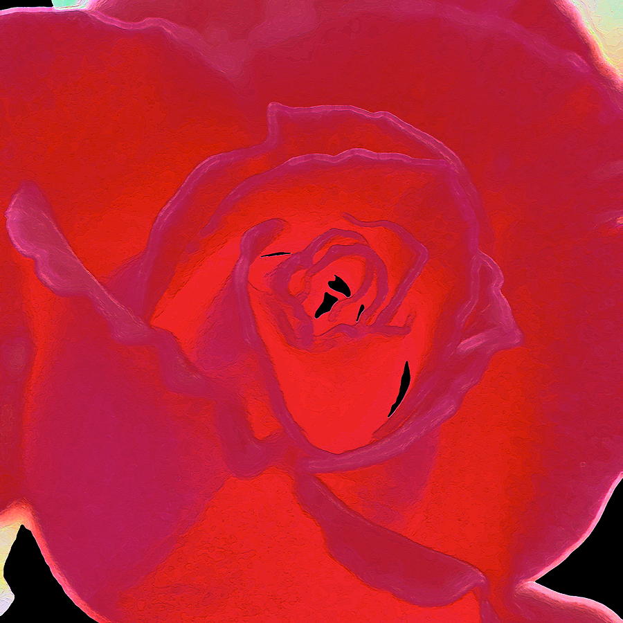 Rose 162 Photograph by Pamela Cooper