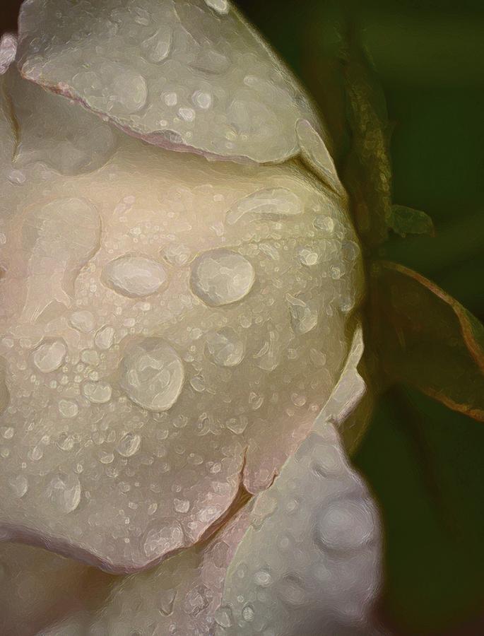 Rose 163 Photograph by Pamela Cooper