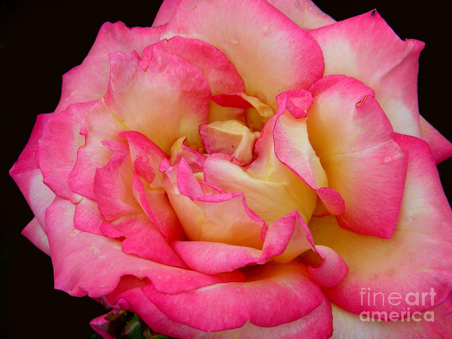 Rose 2 Photograph by Mark Gilman