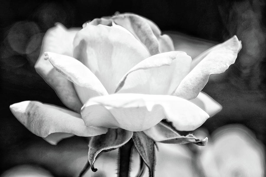Black And White Photograph - Rose 2 by Rosanne Nitti