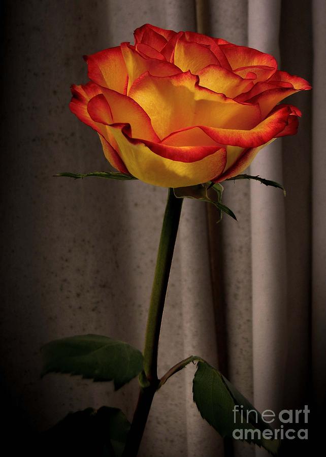 Rose Photograph - Rose 3 by Jose Luis Reyes