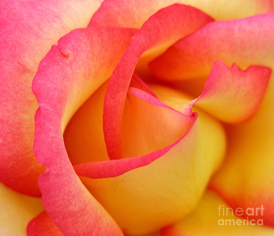 Rose 3 Photograph by Mark Gilman