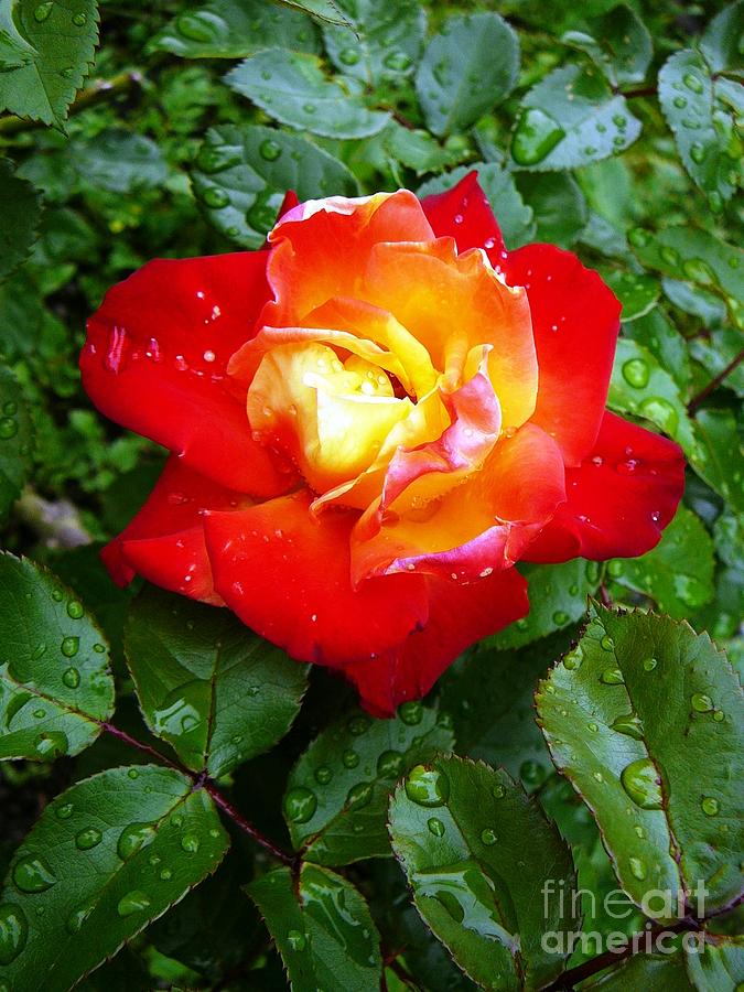 Rose after rain Photograph by Amalia Suruceanu