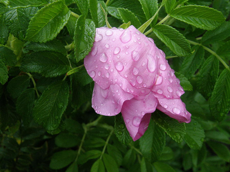 Rose  after rain.  Photograph by HW Kateley