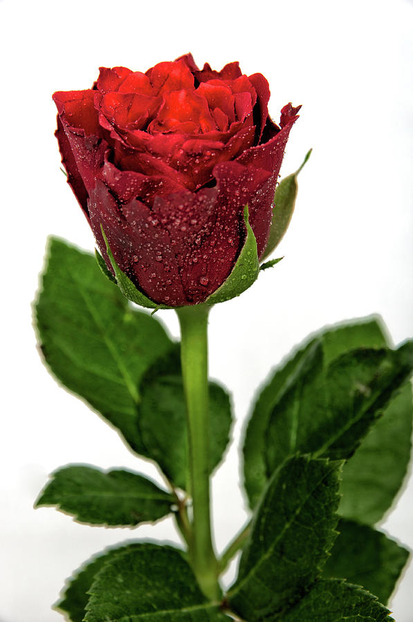 Rose Against White Background Photograph by Photography Philip Appleyard