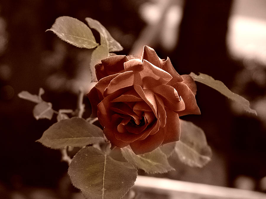 Rose Photograph by Alessandro Della Pietra