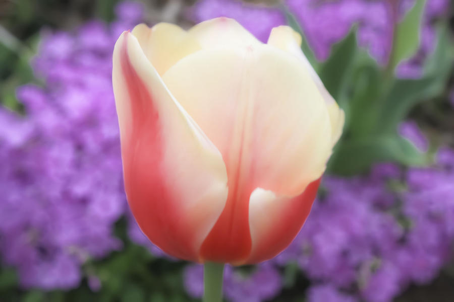 Rose And Cream Tulip Photograph by Barbara Dean