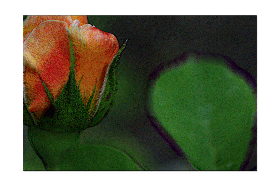 Rose Photograph - Rose and Leaf Print by Marie Jamieson