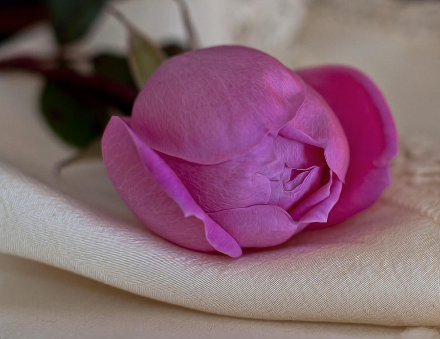 Nature Photograph - Rose and Silk by Ivelina G