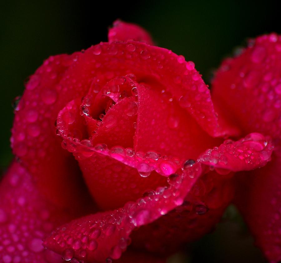 Rose and tears Photograph by Meeli Sonn - Fine Art America