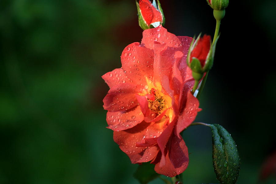Rose Photograph - Rose At Sunset by Charles Shedd