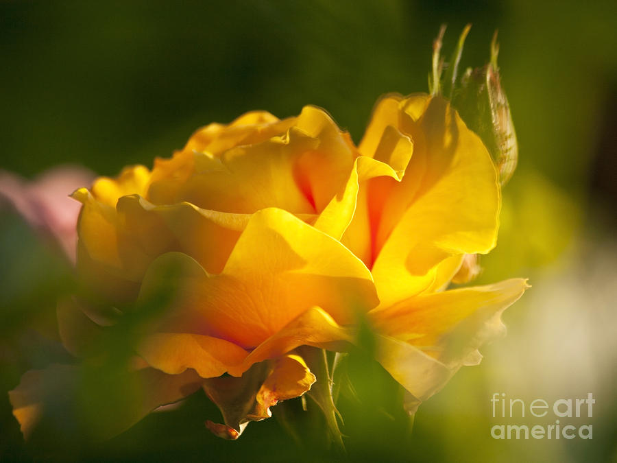 Rose Photograph - Rose Blossom by Heiko Koehrer-Wagner