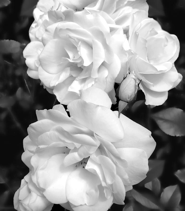 Rose Bouquet Black and White Photograph by Jennie Marie Schell