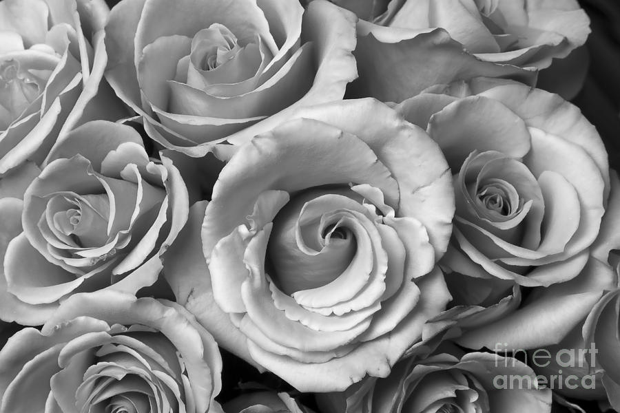 Flower Photograph - Rose Bouquet in Black and White by James BO Insogna