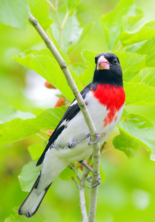 Nature Photograph - Rose-breasted Grosbeak by Andrew McInnes