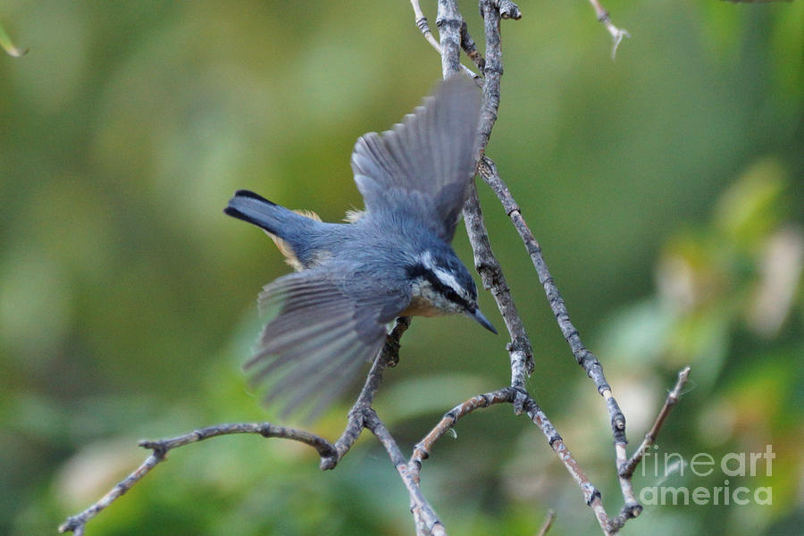 Bird Photograph - Rose breasted nuthatch flying by Lori Tordsen