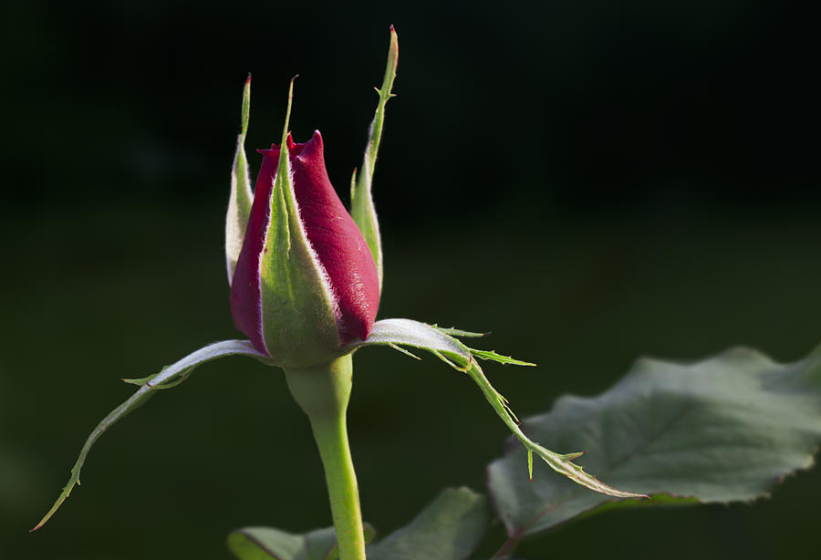 Rose Bud Photograph by Grant Groberg