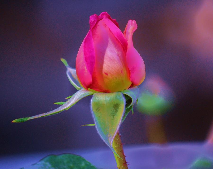 Spring Photograph - Rose Bud by Helen Carson