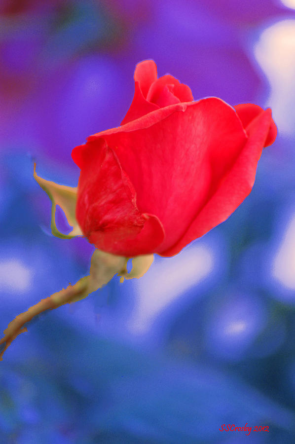 Rose Bud Photograph by Susan Stevens Crosby