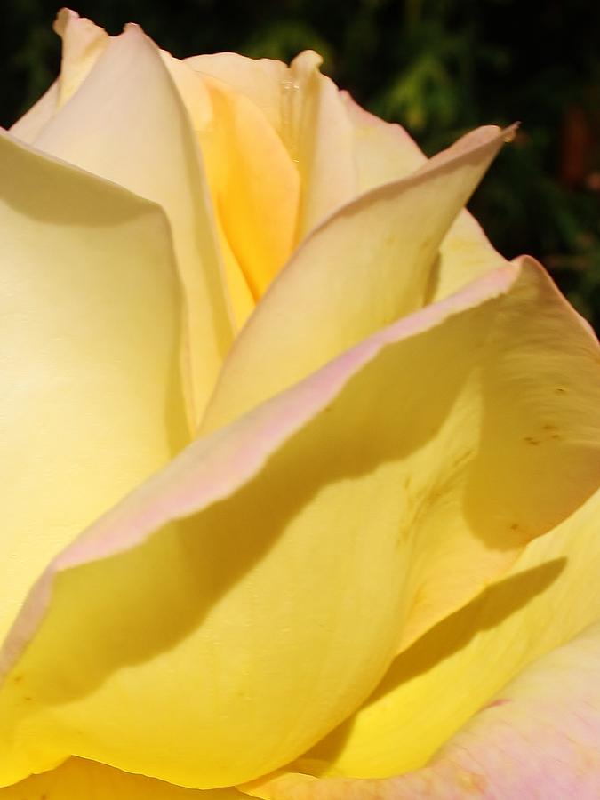 Rose Close-up Photograph by Bruce Bley