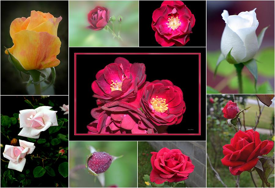 Rose Collage 001 Photograph by George Bostian