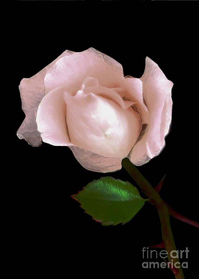Flower Digital Art - Rose by Dale   Ford