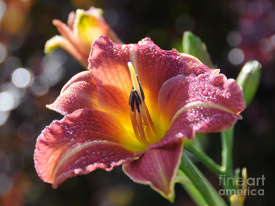 Rose Day Lily Photograph by Sarah Schroder